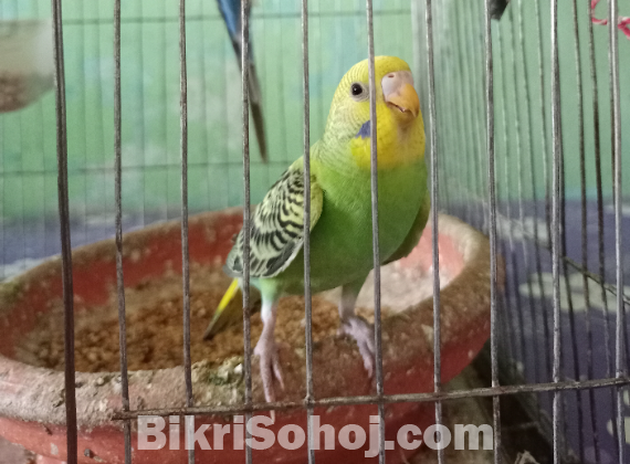 একটি বাজরিগার পাখি